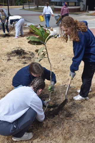 Georgia Arbor Day